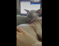 Hairless cat stands and grooms 