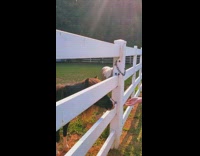 Mom and daughter pet ponies at farm