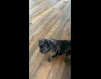 Black brown pug dog with blue eyes