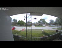 Hummingbird flies near the doorbell camera