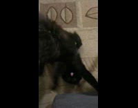 Black cat playing rolls on the floor