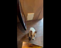 Dog cries ask owner for a sandwich