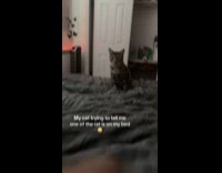 Cat telling hooman pet rat is on bed 