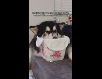 Dog lays on a Chinese takeout toy