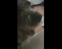 Dog stare at filmer feeding other dog