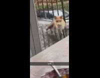 Pink shirt guy smokes pasta sees fox 