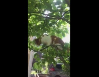 Orange white cat on tree bite branch