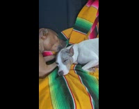 Brown dog licks gray dogs ear