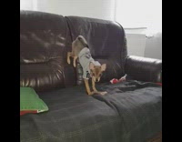 Dog eats bone treat while doing handstand 