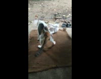 Mother cat and kitten  play brown rug