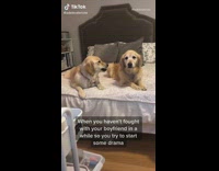 Dog on bed growls at other dog