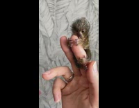 Woman shows marmoset babies on her fingers