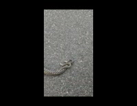 Two bull snake wrap around each other