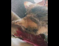 Cat steps on Chipotle bag 