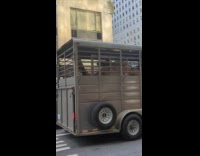 Camels in trailer cage on the street