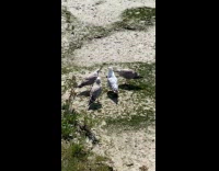 Young seagulls scream at their mom beach