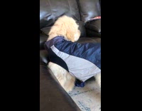 Cat growls at dogs rain shoes