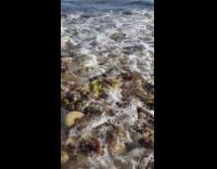 Ocean waves wash over colorful rocks seaweed 