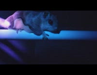 Flying squirrel glow pink under black light