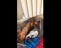 Dog loves getting belly scratches