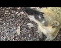 Coatimundi hand feed with grapes asmr backyard