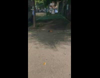 Rat with pizza in mouth runs down sidewalk 