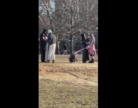 Woman at park has giant black pig on leash