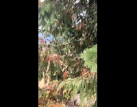 Pet dog bites tree branch with the view of the vineyard