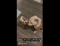 Dogs Pats One Another as Lady Asks Them