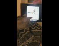 Cat circle around tablet play DDOI video