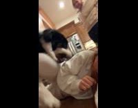 DOg pulling on hoomans sweater