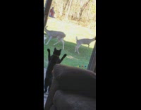 Cat runs up to glassdoor to see deer 