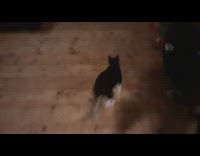 Pet cat fetches the spider toy thrown by filmer