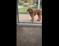 Dog eats dirt outside the backyard door