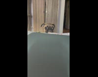 Brown pug tries to jump onto bed 
