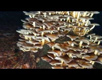 Brown mushroom fungus grows on rock rain 