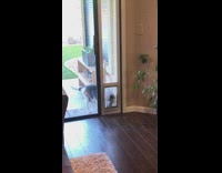 Fat dog go inside through flap door 