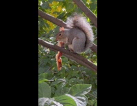 Squirrel Eats Pizza Crust  on Tree Branch