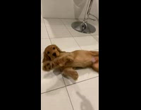 Collab BitchIG2 - Puppy falls when girl points finger gun