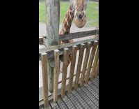 Guy hand feed leaves to giraffe zoo