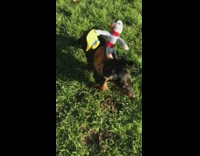 black dog running in slomo with toy on back