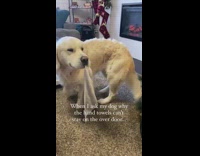 Dog keeps taking hand towels from door