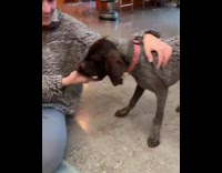 Dog steals starbucks puppuccino cup from puppy 