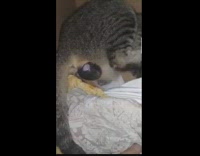 Tabby cat gave birth to kitten cloth