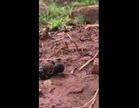 Two black beetles roll around mud ball