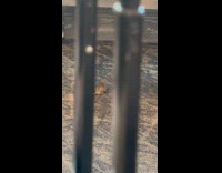 Rat roams around inside the airport