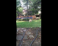 Dog plays fetch in backyard with tennis ball