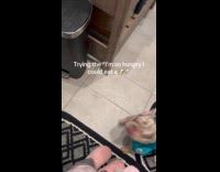 Woman does eat dog prank on frenchie