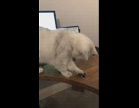 Cat knocks black keyring off wood desk 