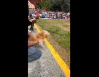 Dog howl cries before race